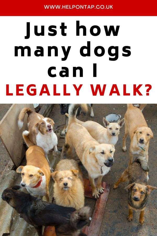 How many dogs can I legally walk