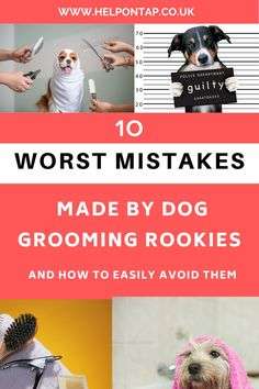 Mistakes Made By Dog Groomers