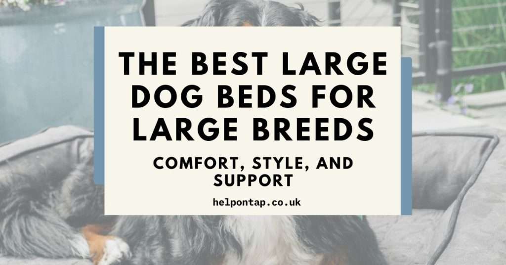 Best Large Dog Beds